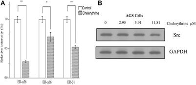 Inhibitors Targeting Multiple Janus Kinases From Zanthoxylum simulans Mediate Inhibition and Apoptosis Against Gastric Cancer Cells via the Estrogen Pathway